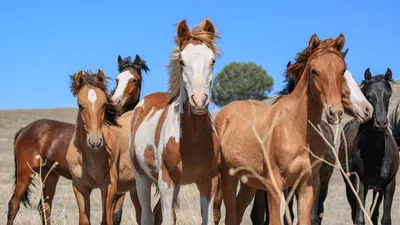 Популяризация, разведение и продажа Арабских лошадей редких мастей в России  - вороной, соловой, изабелловой, сабино и рабикано