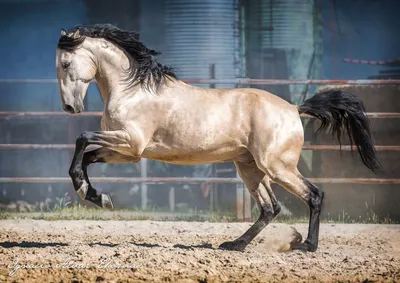 ТОП-30 самых красивых лошадей в мире | My horse story | Дзен