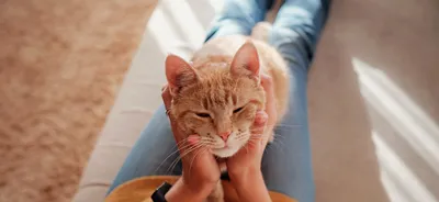Тайская кошка — Википедия