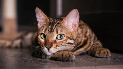 Бенгальская кошка: фото, характер, описание породы | РБК Life