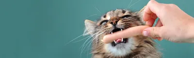 Чем опасны паразиты для кошки? - Ветеринарная клиника TerraVet