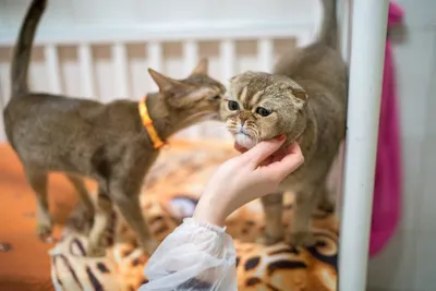 Абиссинская кошка: фото, характер, описание породы