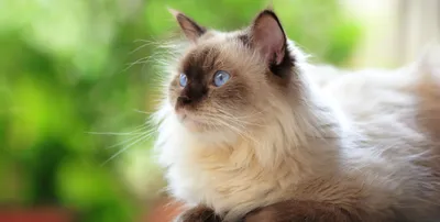 Као-мани: особая порода кошек