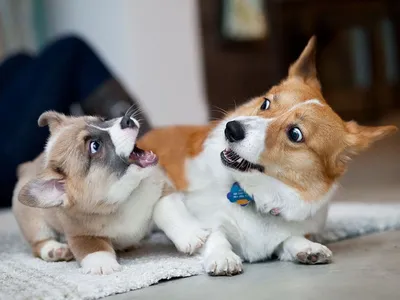 Дрессировка собак в домашних условиях: с чего начинать и главные правила |  Royal Canin UA