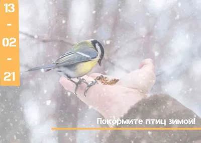 Присоединяйтесь! Покормите птиц зимой…» — создано в Шедевруме