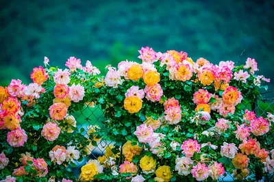 Картина Полевые цветы (серия букет для мамы) ᐉ Майнина Екатерина ᐉ  онлайн-галерея Molbert.