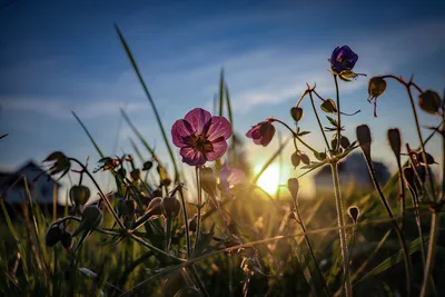 Поле Полевой Цветок Полевые Цветы - Бесплатное фото на Pixabay - Pixabay