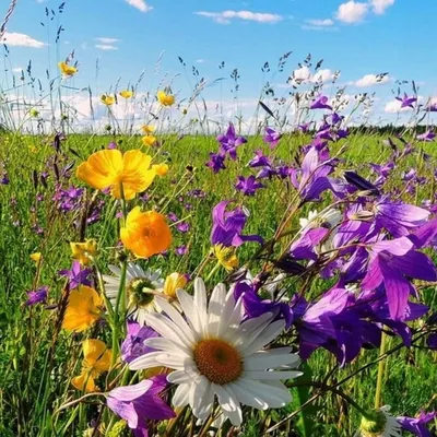 Букеты из полевых цветов | купить букет из полевых цветов в СПб с доставкой