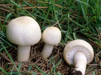 Полностью белый гриб (69 фото) - 69 фото