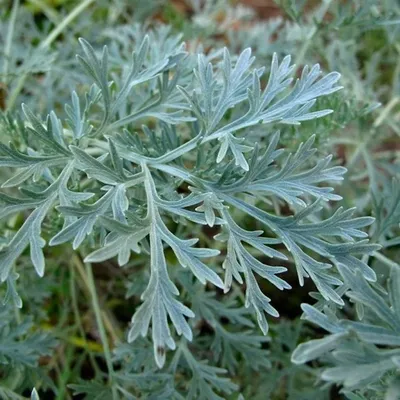 Купить Полынь горькая Artemisia Absinthium herb 50г дешево онлайн |  mcmarkt.de