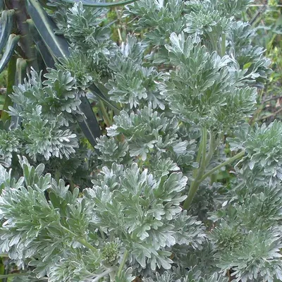 Artemisia vulgaris 'Janlim', Полынь обыкновенная 'Янлим'|landshaft.info