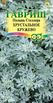 Полынь обыкновенная Aureovariegata - Полынь - GardenPlants