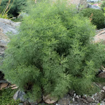 Полынь лечебная - Полынь - Травянистые растения для открытого грунта -  GreenInfo.ru