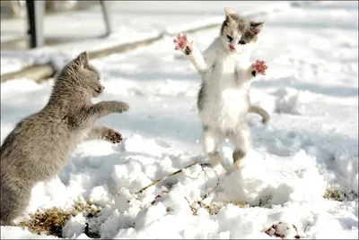 Помогай весне – ешь снег! 😆 - Комсомольская правда | Facebook