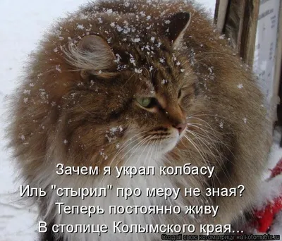 Человек, помогай весне - ешь снег! Желтый снег - не ешь!\" Смешные котики |  Которадуга | Дзен