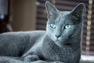 Русская голубая рулит: эксперты составили рейтинг самых красивых кошек »  Кошка Ветра