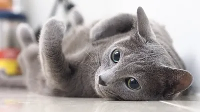 Сколько в среднем живут кошки. 5 пород-долгожителей, которые удивили | РБК  Life