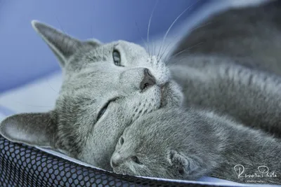 Русская голубая кошка: фото породы. Котята, кошка, кот: русская голубая,  фото.