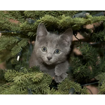 Питомник кошек породы русская голубая | RUZARA
