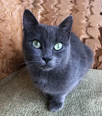 Основные характеристики породы 🐈 Русская голубая кошка