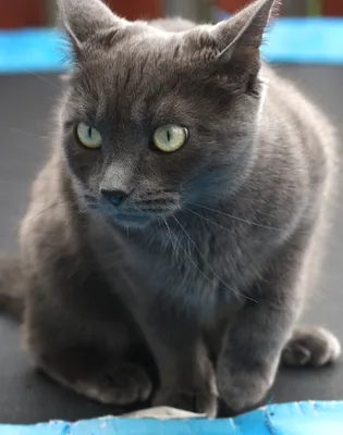 Русская голубая кошка: описание породы, правила ухода, характер, кормление