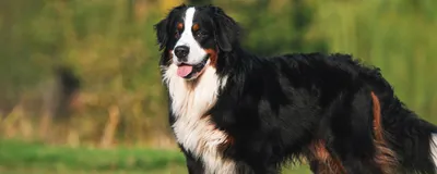 Бернский зенненхунд - характеристика, собак и щенков породы