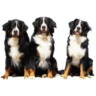 Бернский зенненхунд - Порода собак - Информация и особенностях | Хиллс