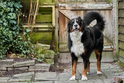 Бернский зенненхунд - это большая, добрая собака, которая всей душой  вливается в свою семью.