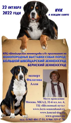 Бернский зенненхунд (Бернская овчарка) / Berner Sennenhund - PetsPoint.ru