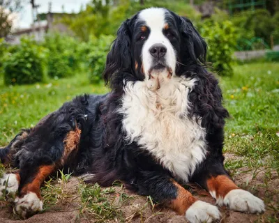 Бернский зенендхунд собака: фото, характер, описание породы