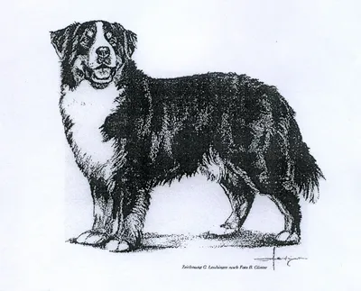 Швейцарская порода собаки Бернский зенненхунд (Berner Sennenhund.