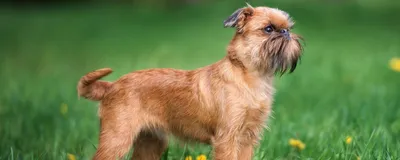 Порода собак грифон картинки