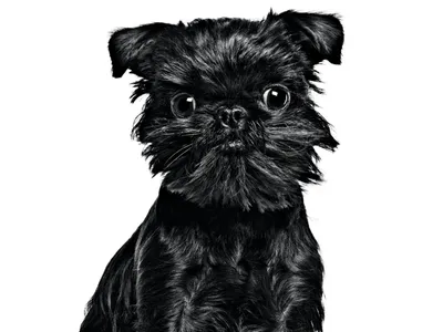 Бельгийский гриффон: фото собаки, описание породы, характер | Royal Canin