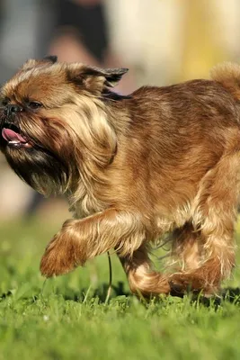 Собачьи породы — бельгийский гриффон Стоковое Фото - изображение  насчитывающей ангстрома, довольно: 144575456