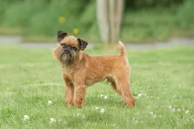 Belgian Griffon