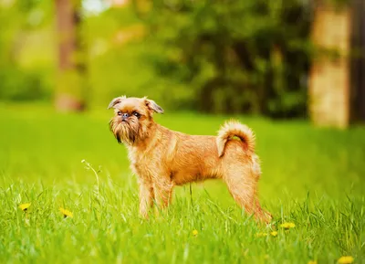Собачьи породы — бельгийский гриффон Стоковое Фото - изображение  насчитывающей крыто, одно: 144576562