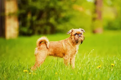 маленькая собака породы брабант грифон Стоковое Фото - изображение  насчитывающей портрет, довольно: 223089084