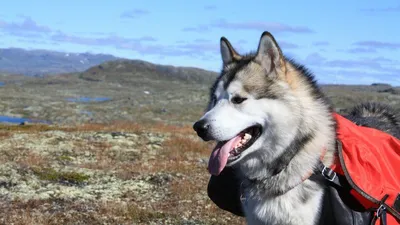 Маламут собака: фото, характер, описание породы