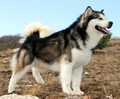 Характеристика и описание породы аляскинский маламут - Собаки - Вопросы  ответы