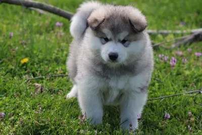 Аляскинский маламут (Alaskan Malamute) - описание породы, фото, отзывы  владельцев