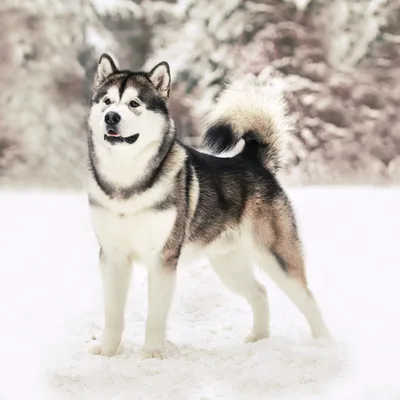 Royal-Pets: Маламут, маламут фото, аляскинский маламут, собака маламут,  маламут цена, щенки маламута