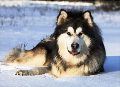 SOBAKA.LV | Породы собак | Аляскинский маламут | Фото 71008