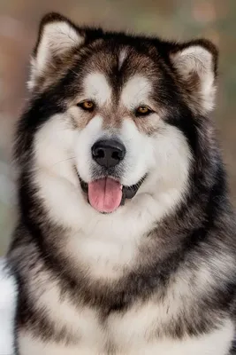 🐶❄️ Щенки породы Аляскинский маламут…» — создано в Шедевруме