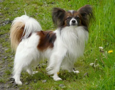 Папильон: описание породы, 🐕 характер, особенности собаки, фото,  содержание - ГульДог