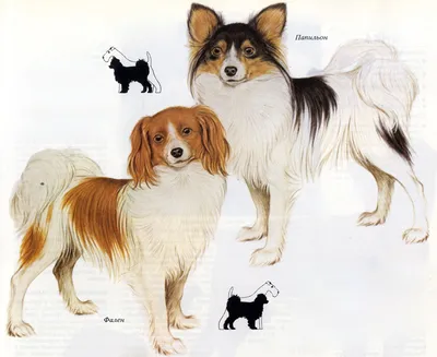 Порода собак папильон - Породы собак обзор на Gomeovet