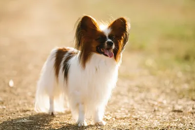 Папийон (Papillon) (Породы собак) папильон собака, папильон фото, порода  папильон, порода собак папильон, собака бабочка, папильон питомник, папийон  купить, питомник папийонов, папийон Энциклопедия о животных EGIDA.BY