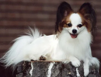 Собака порода папильон Stock Photo | Adobe Stock