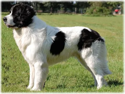 Ньюфаундленд или водолаз собака фото, описание породы, цена щенка, отзывы