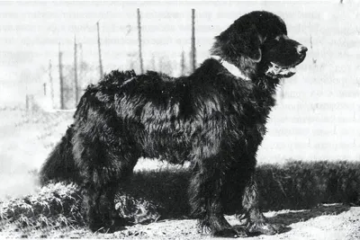 собака породы ньюфаундленд на открытом воздухе. большая собака на зеленом  поле. спасательная собака. показать породу собаки Стоковое Изображение -  изображение насчитывающей родословная, собака: 225343159