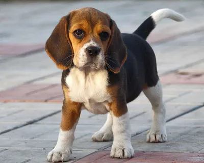 Бигль (Beagle) - это активная, дружелюбная и умная порода собак. Фото,  описание, отзывы.